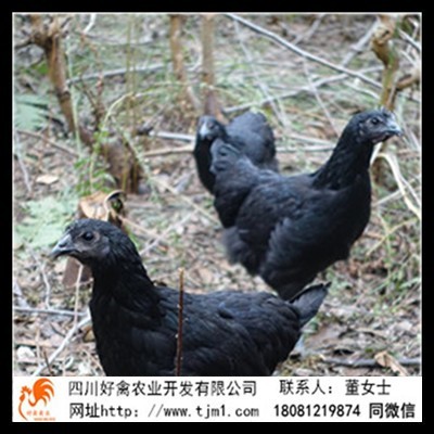 陆丰市快大黄九斤黄鸡苗多少钱
