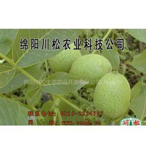供应四川嫁接核桃苗