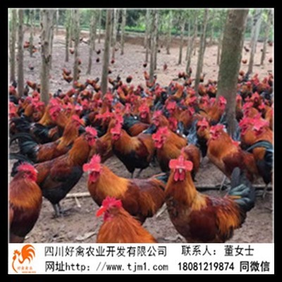宝兴县快羽九斤黄鸡苗供求信息批发公司